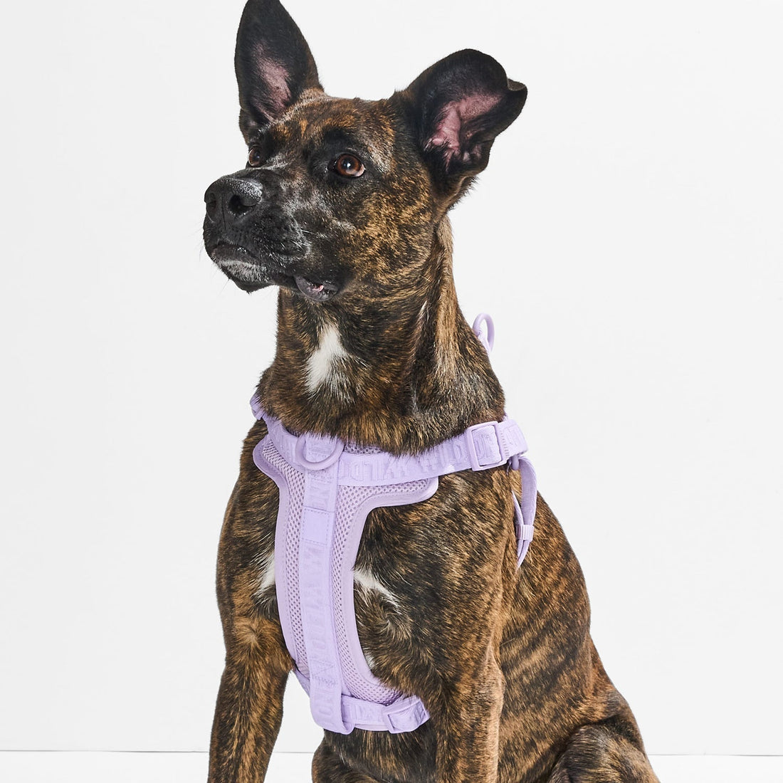 Harnesses